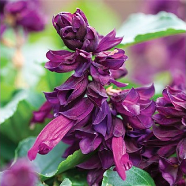 Salvia Purple